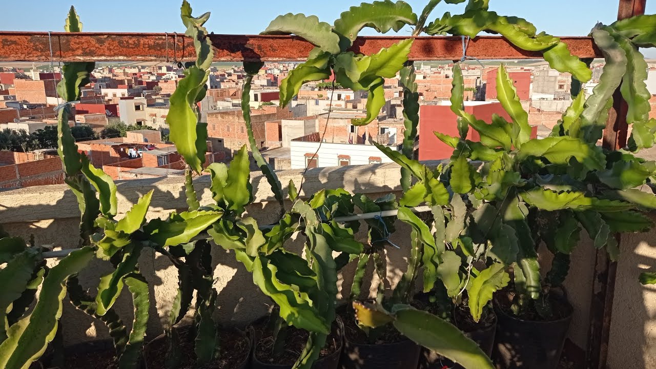 واجب ستعمل هادا سماد لي أشجار تنين درجون فروت قبل مراحل الأزهار dragon fruit