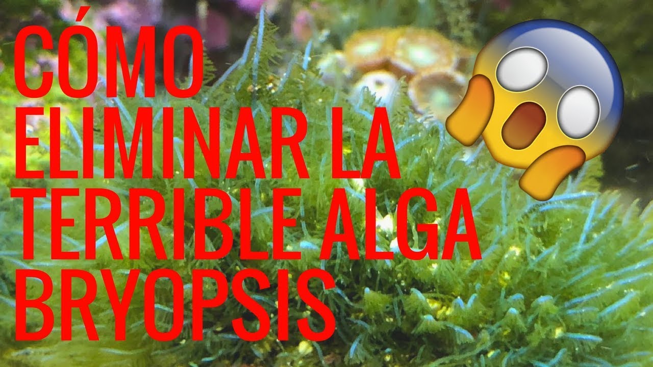 Cómo eliminar la terrible alga bryopsis