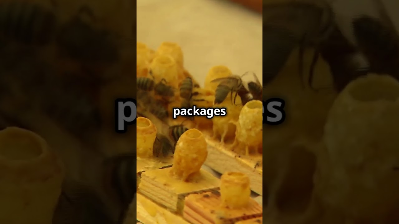 Beekeeping 101   Quick Guide for Beginners