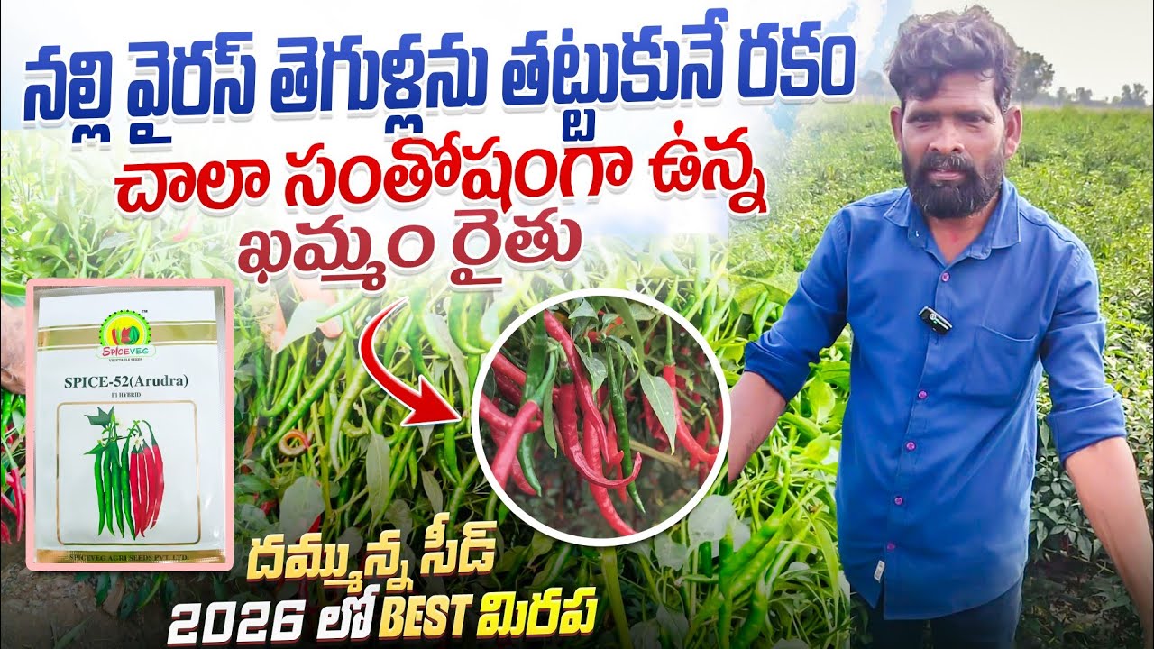 #2026 లో బెస్ట్ మిరప విత్తనం #ఆరుద్ర52 చెట్టు నిండా  కాయలే #top #mirchi #తేజ సంతోషం ఉన్న రైతు