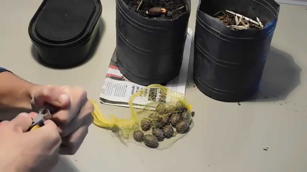 Cómo germinar nuez pecan de forma fácil