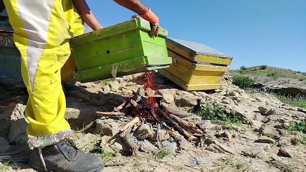 🔥 ضدعفونی کندوی خالی با آتش | راز بهداشت حرفه‌ای قبل از تولید ژل رویال🐝