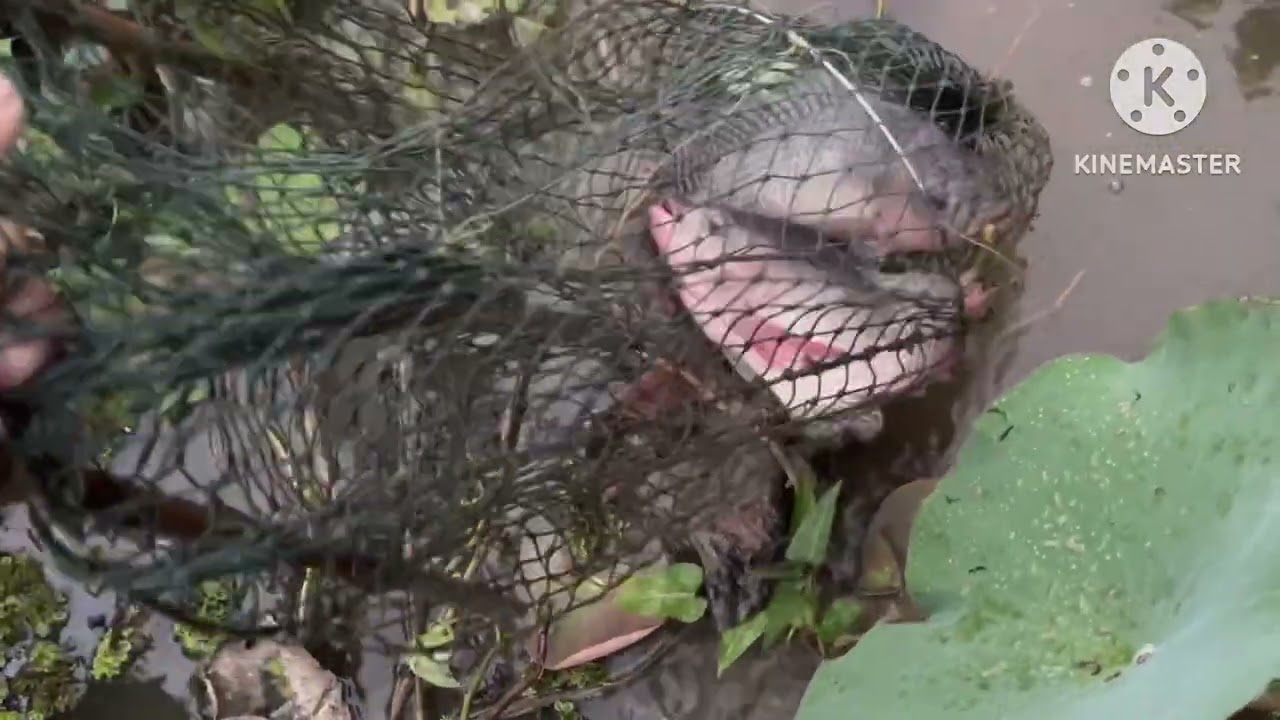 Fishing, Fish traps, fishing video 