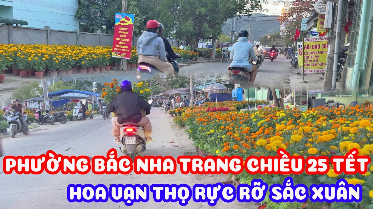 Phường bắc Nha Trang hoa vạn thọ tràn ngập trên đường rực rỡ sắc xuân