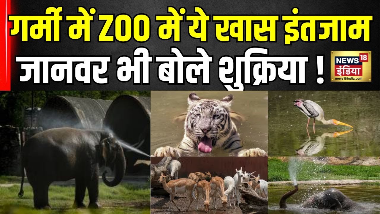 Red Alert गर्मी! ZOO में जानवरों के लिए लगे स्पेशल कूलिंग सिस्टम | Delhi Zoo heat arrangements