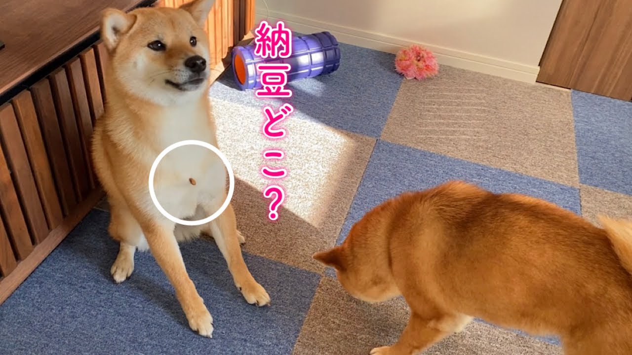 【腹筋崩壊】納豆が胸に付いたまま気づかない柴犬に大爆笑wwwwwwww