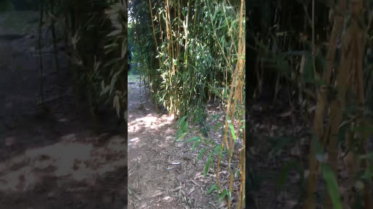 Bamboe tuin jjacobs