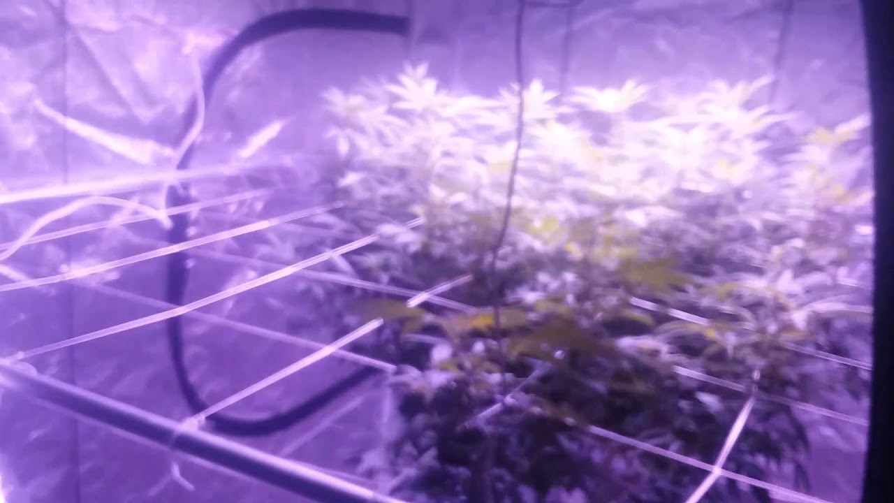 Super cropping to an even canopy scrog net Cinderella 99 Icebreaker gorilla seed bank