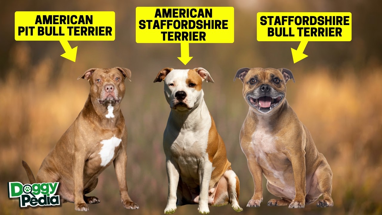 5 Different Types of Pit Bull + 9 Pit Bull Mixes - Which Pit Bull Fits You Best?