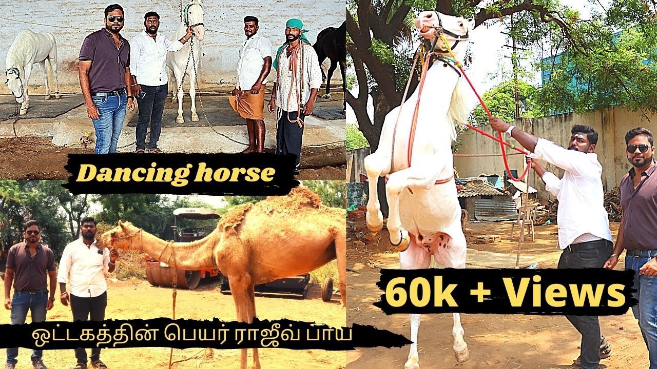 Horse & Camel & dog farm tamil |Dance குதிரை பயிற்சி வளர்க்கும் முறை | Its​ all about| EP 70