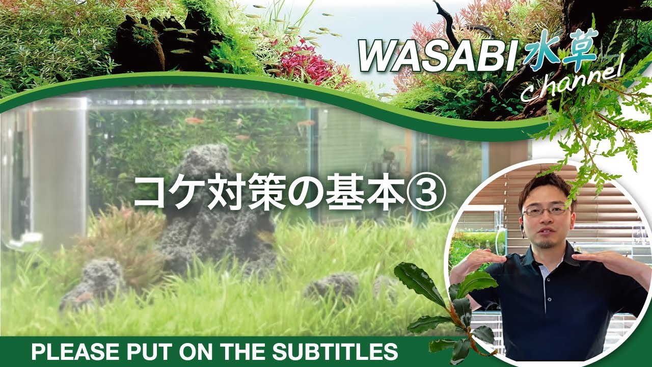 水草水槽のコケ対策 基本③「コケが出にくい環境を作ろう」～How to Control and Remove Aquarium Algae 水草水槽ノウハウ