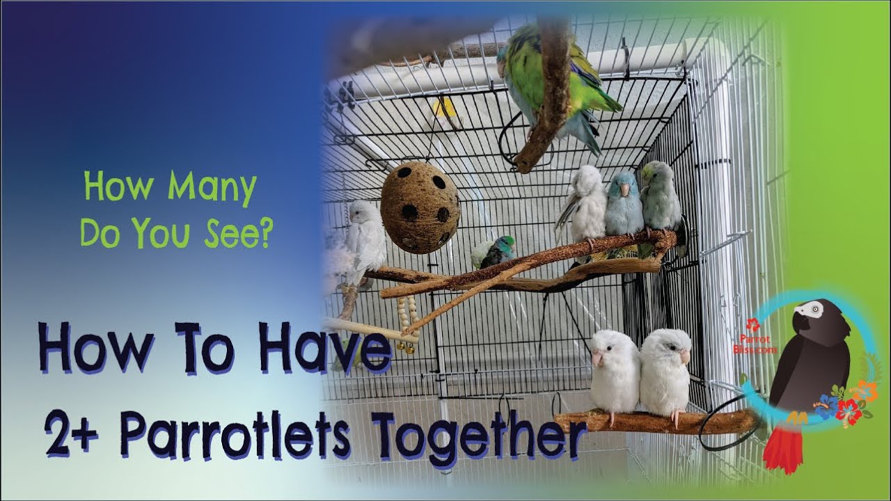 Do #Parrotlets Make Good Pets? And, Can You Have Two Or More Together? #Parrot_Bliss