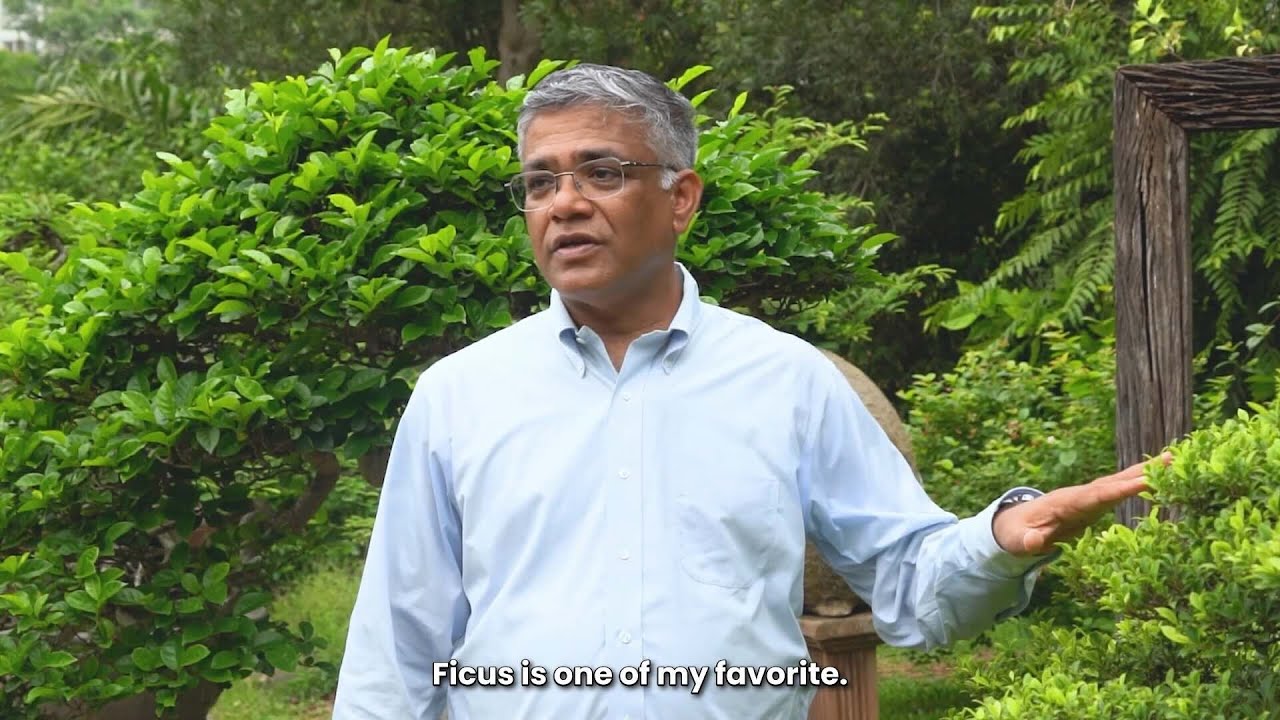 Top 3 Bonsai Trees for India | Sumit&rsquo;s Beginner Picks: Ficus, Barbados Cherry & Bougainvillea