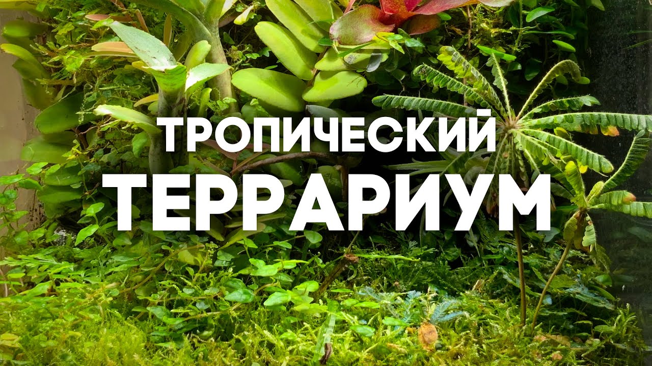 ДЖУНГЛИ У МЕНЯ ДОМА - ТРОПИЧЕСКИЙ ТЕРРАРИУМ! ОБЗОР МОЕЙ КОЛЛЕКЦИИ РАСТЕНИЙ \\ Димон и пумба