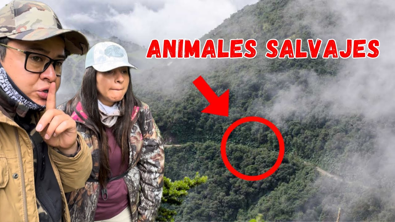 este lugar OCULTA especies MUY DIFÍCILES de ver “QUITO”🌳Josué y Elie