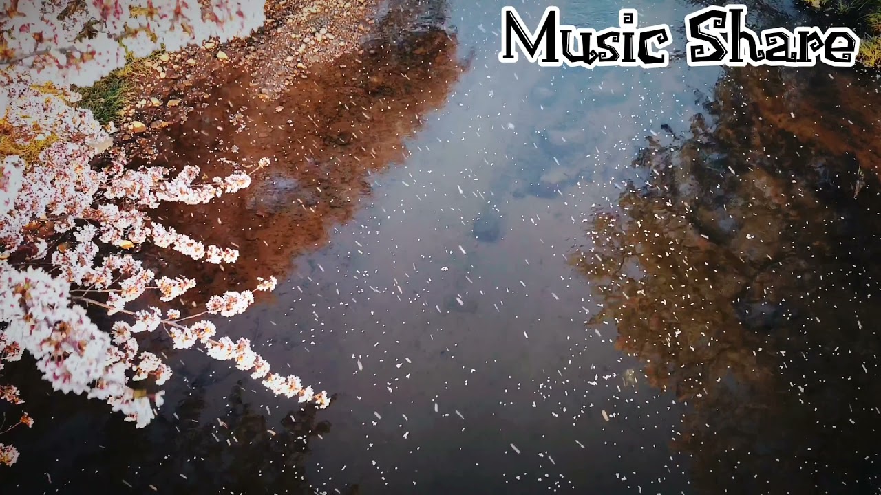 Sakura Tree | Beautiful Relaxing Music for stress Relief, Meditation Music , Deep Sleep #sakura#tree