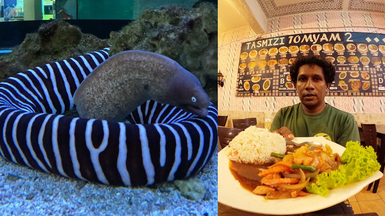 මුහුදු මාළු ශාක | Sea Fish Sea algae | මලක්කා ටවර් එකෙන් අඩි ගානක් උඩට ගියා | delicious food