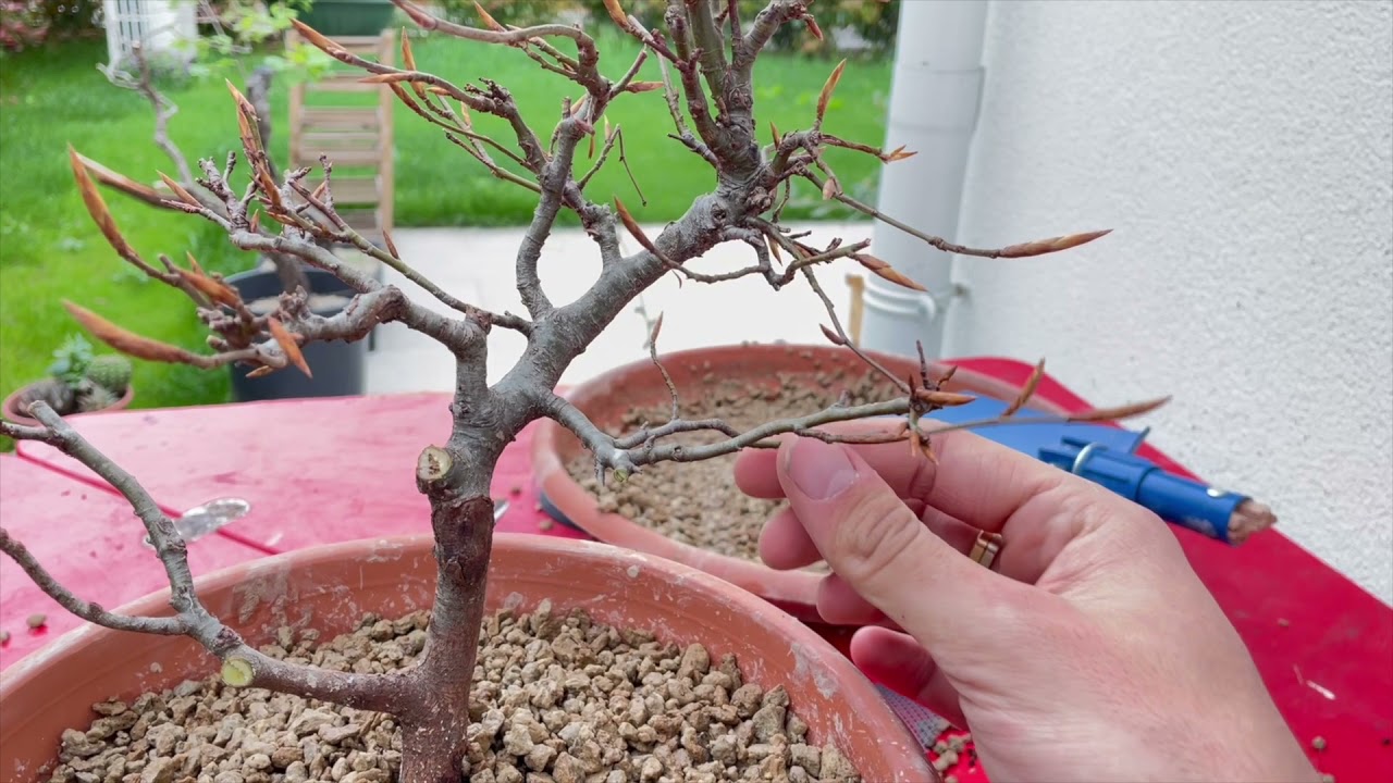 Rinvaso, potatura e filatura faggio yamadori