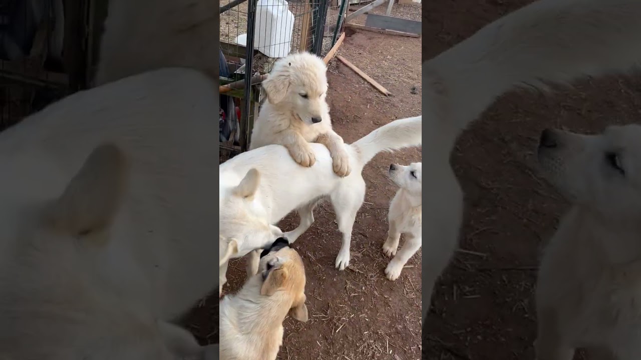 Feeding time & momaPrarie came to play with her babies