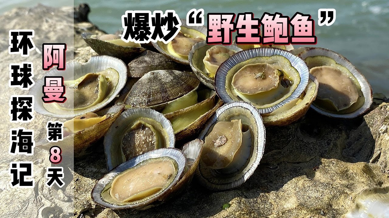 《环球探海记》阿曼~第8天：今天带1位英国朋友去赶海，让他感受到什么是“野生鲍鱼”泛滥！