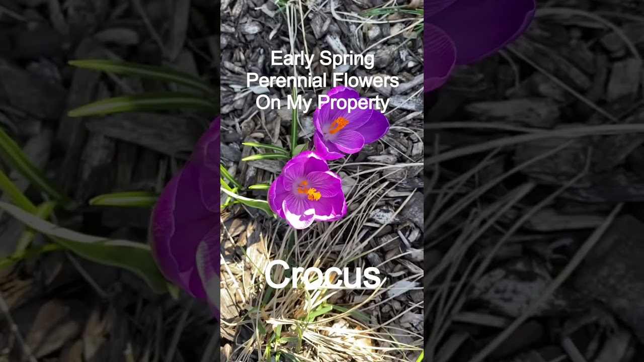 Early Spring flowers #gardening #springflowers #springseason #gardening101