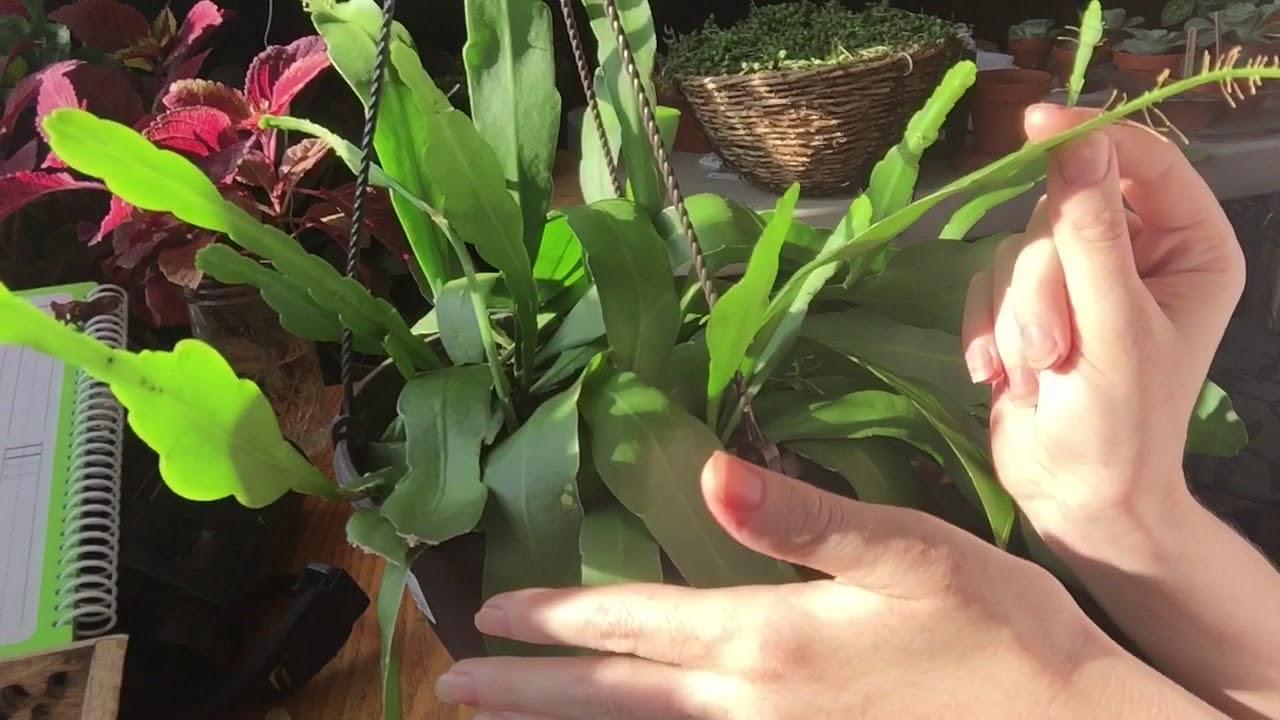 Orchid Cactus Growing Care And Propagation Part 1