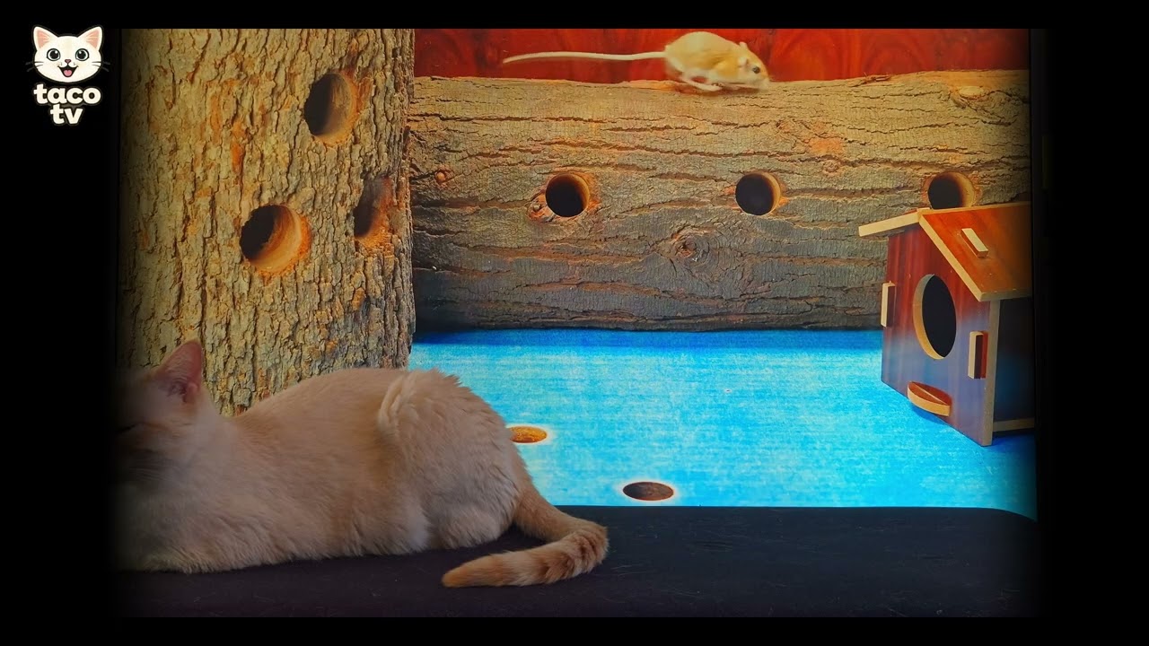 TACO TV | My Cat Is Obsessed With Cat TV