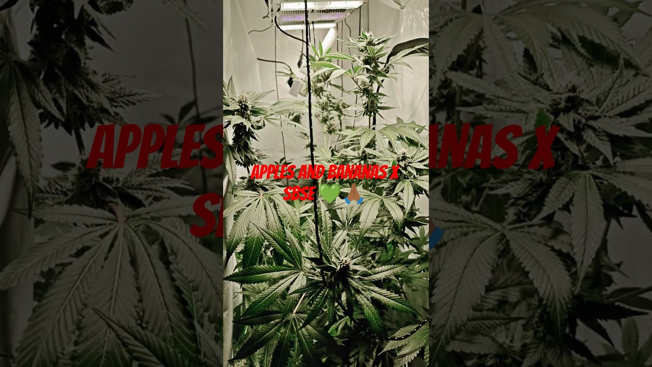 Apples and bananas x SBSE 💚🙏🏾 #hydroponics #cannabiscommunity420