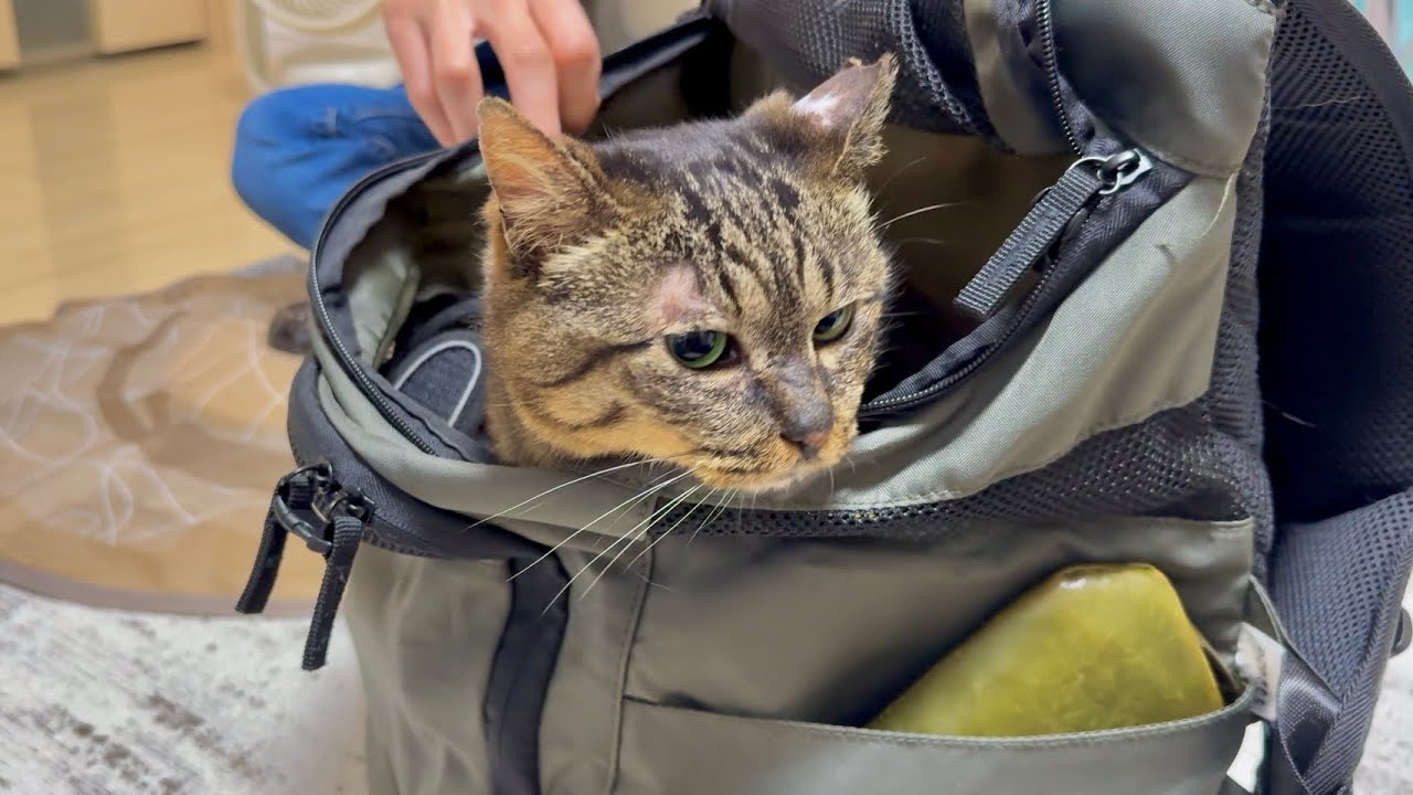 【ご報告】先日の異変から数日&hellip;再診に行ってきた愛猫の様子がこちら
