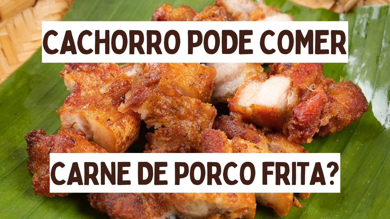 Cães podem comer carne de porco frita? I Cão pode comer carne de porco frita?