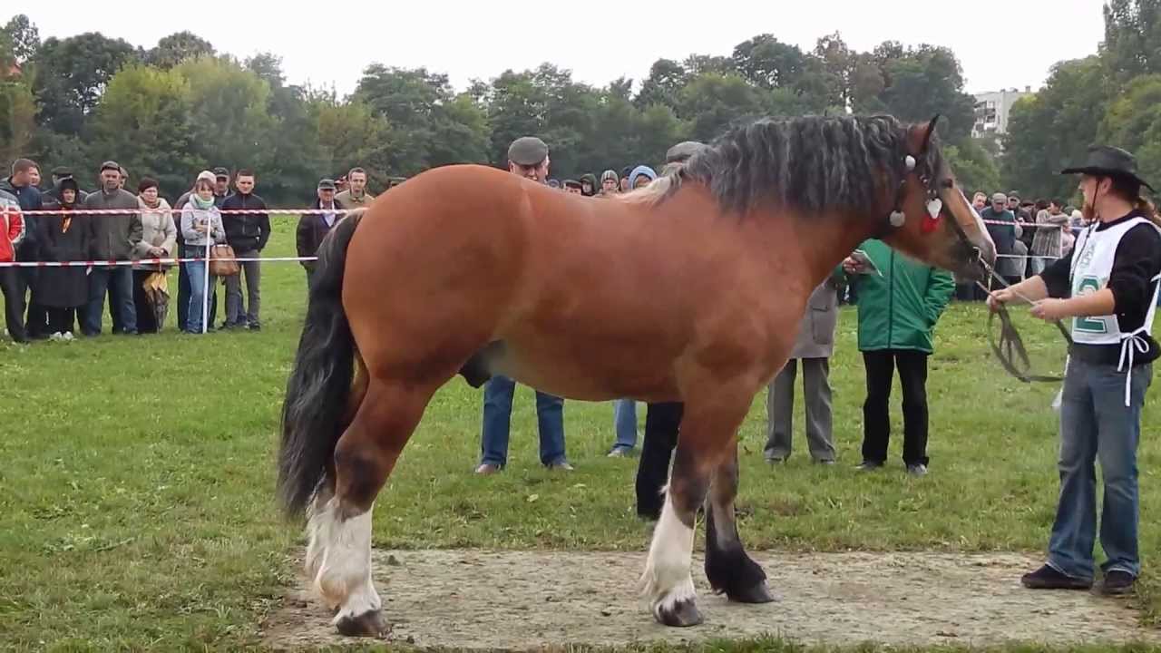 Arden polski Bunar - Aukcja Kozienice 2013