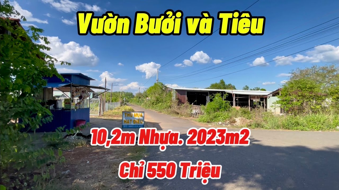 Vườn Bưởi kèm Tiêu cho thu. Gần khu tiện ích. Địa thế đẹp. 2016m2 bán hết chỉ 550tr.