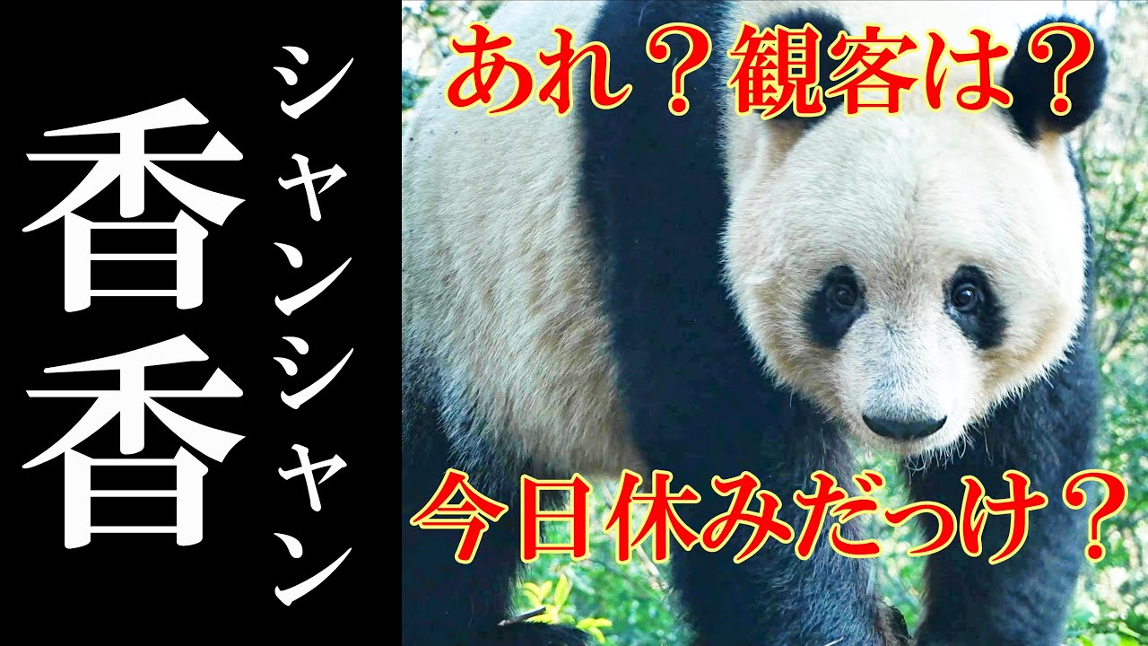 「あれ？誰もいない？」観客が少ない日のシャンシャン　成都のパンダ#147 #香香 #シャンシャン
