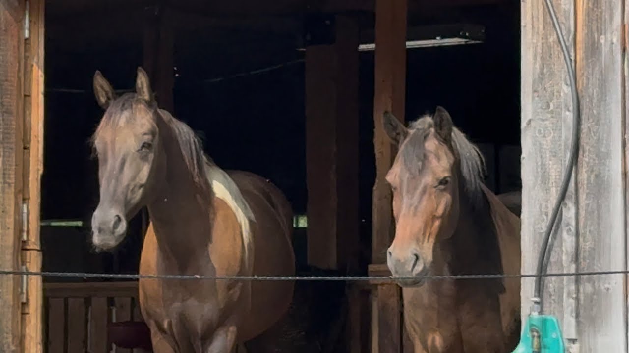Psychologie et entrainement du cheval