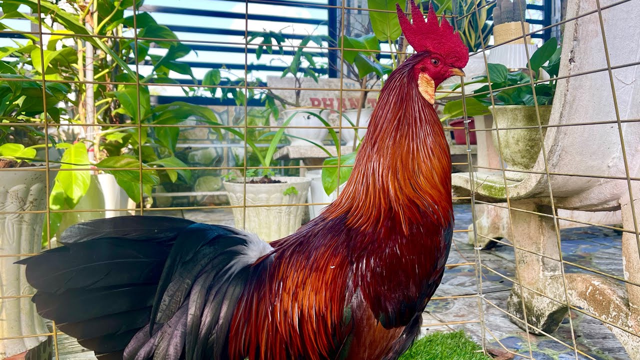 Hàng ĐẲNG CẤP #top5 C.H.Ế. Đ.Ộ SẴN - ALO NGAY (30-12)