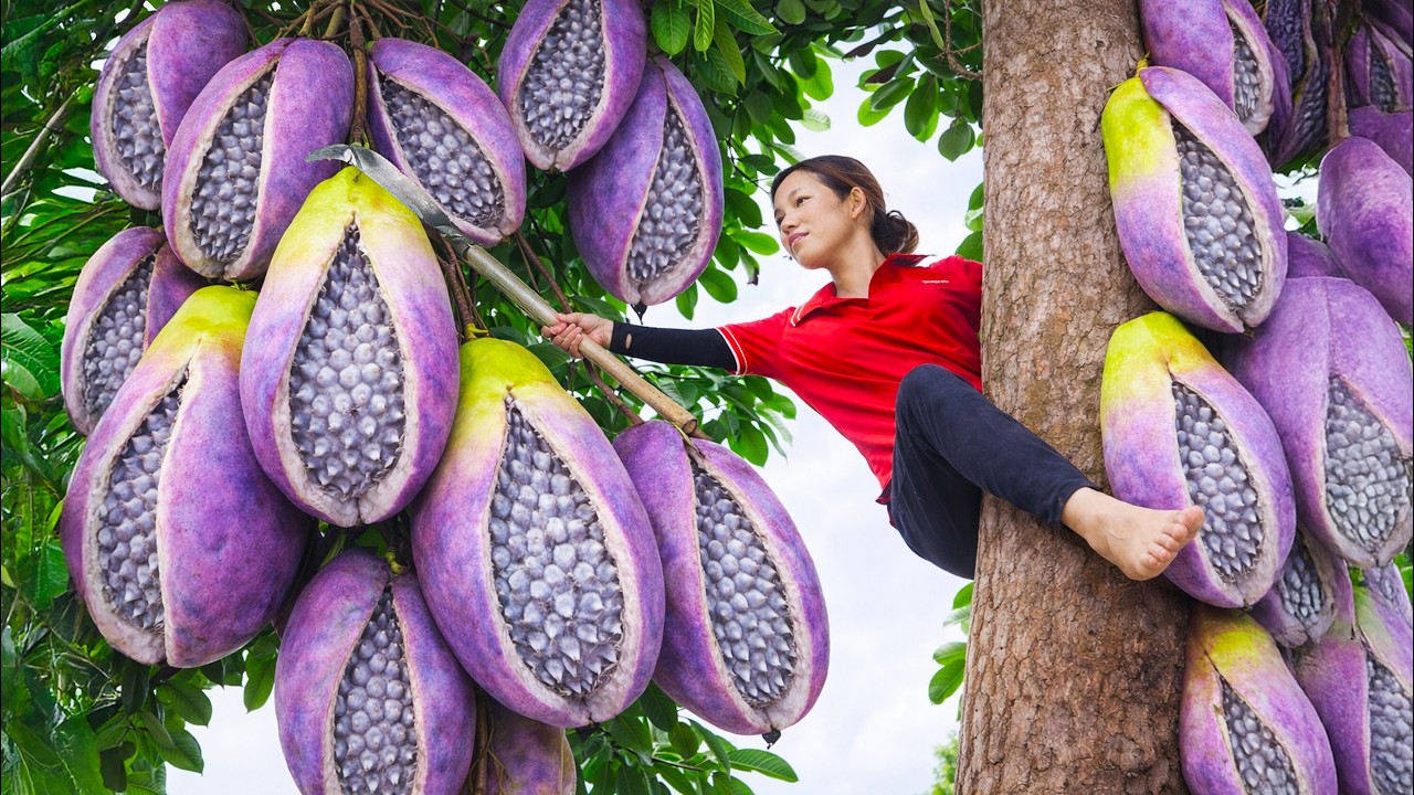 Harvesting Cracked Purple Mangoes on Giant Trunks | Sell at Market & Learn How to Grow Them Fast Now
