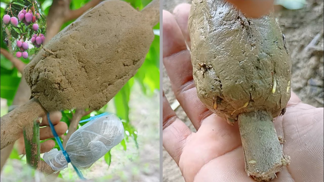 New Method Air Layering With Water on Mango Tree