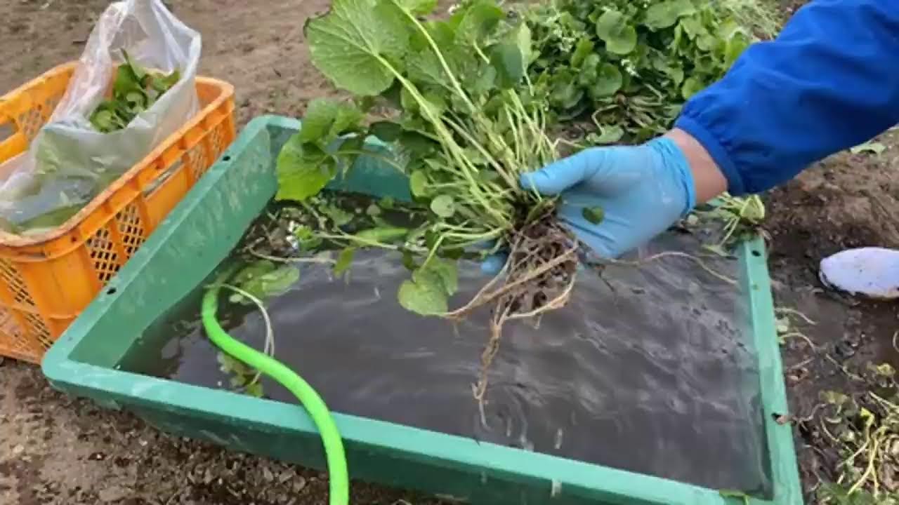 今朝は畑わさび！ハウス栽培の収穫です。原生林の熊流のやり方でやってみますね🤗ふきのとう2パックと葉わさび２束セットで販売予定です！
