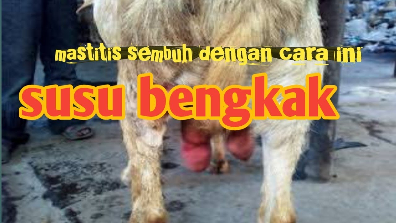 tips obat alami buat kambing kena mastitis/kamisondo