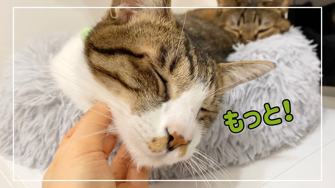 猫を撫でるのを交互にしてみたらこうなりました。笑【4K猫動画】