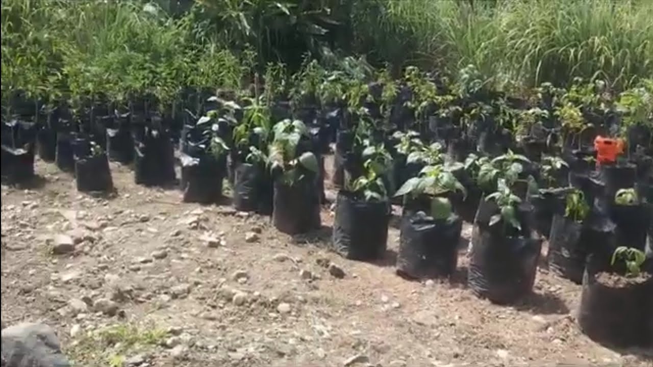 Tumbuh Cepat di Polybag! Lagu Fun untuk Petani Rumahan Indonesia
