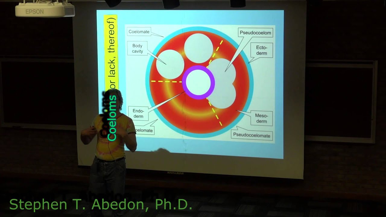 Coeloms: Coelomates, Acoelomates, Pseudocoelomaes