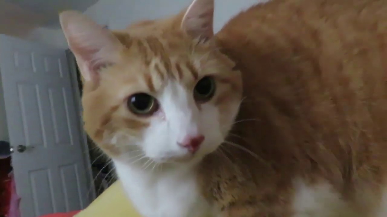 Head Butting Morning Meows