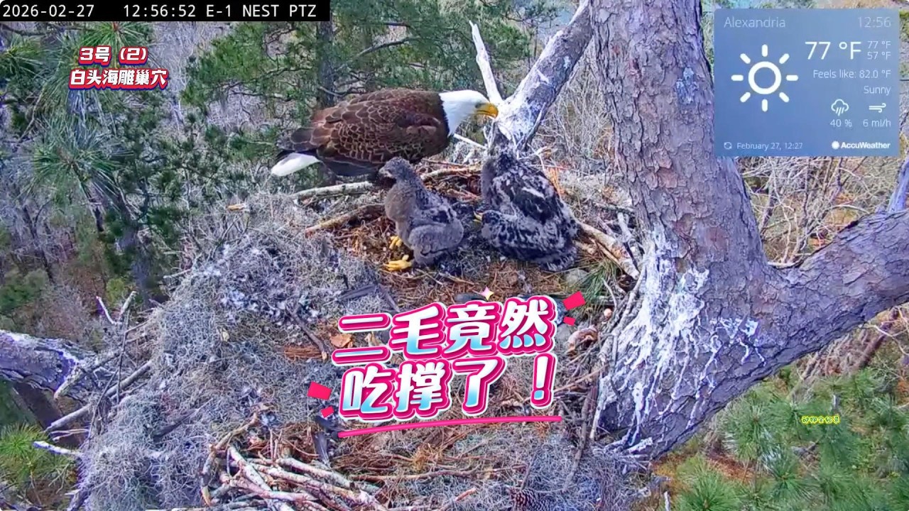 3号（2）雕巢：活久见！二毛竟然吃撑了