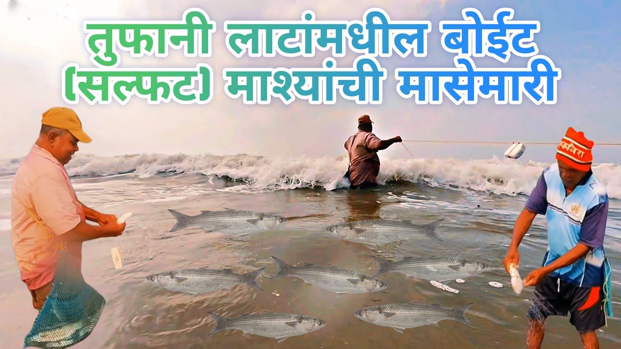 तुफानी लाटांतून जिवंत बोईट (सल्फट) मासे पकडण्याचा थरार | समुद्र किनार्यावरील मासेमारी 
