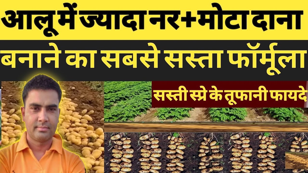 आलू में ज्यादा नर+मोटे आलू करने का फॉर्मूला | आलू मोटा करने का सही समय | आलू मोटा करने के सस्ते खाद
