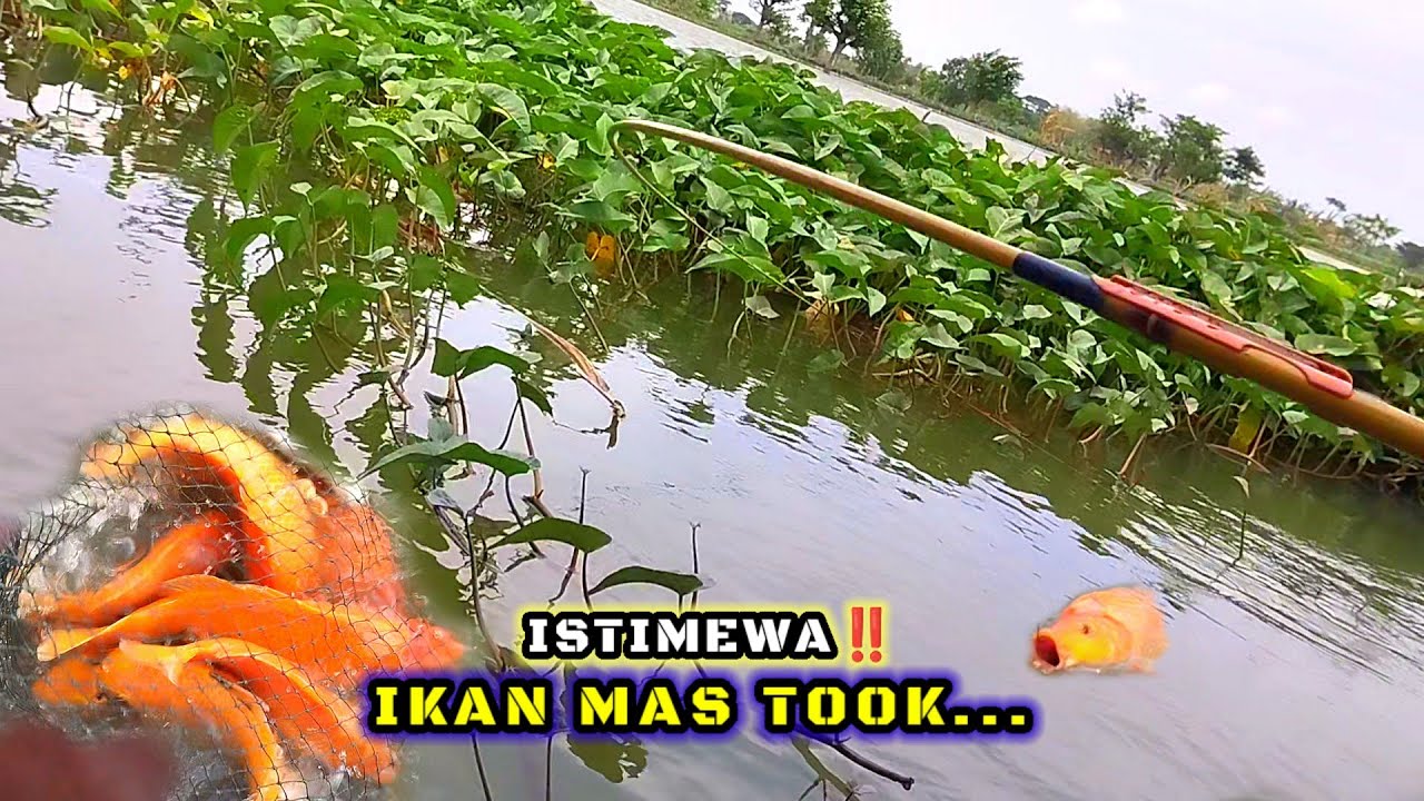 TAMBAK KEBANJIRAN‼️IKAN MAS PADA KABUR KE SUNGAI SEMUA #fishing #mancing