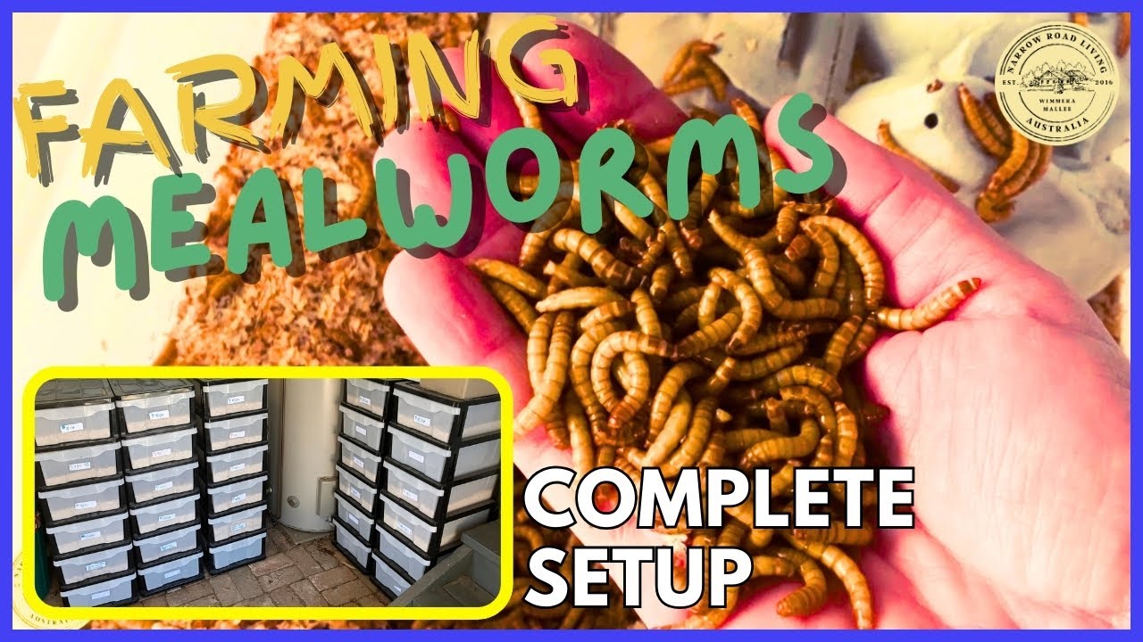How I FARM MEALWORMS for My CHICKENS