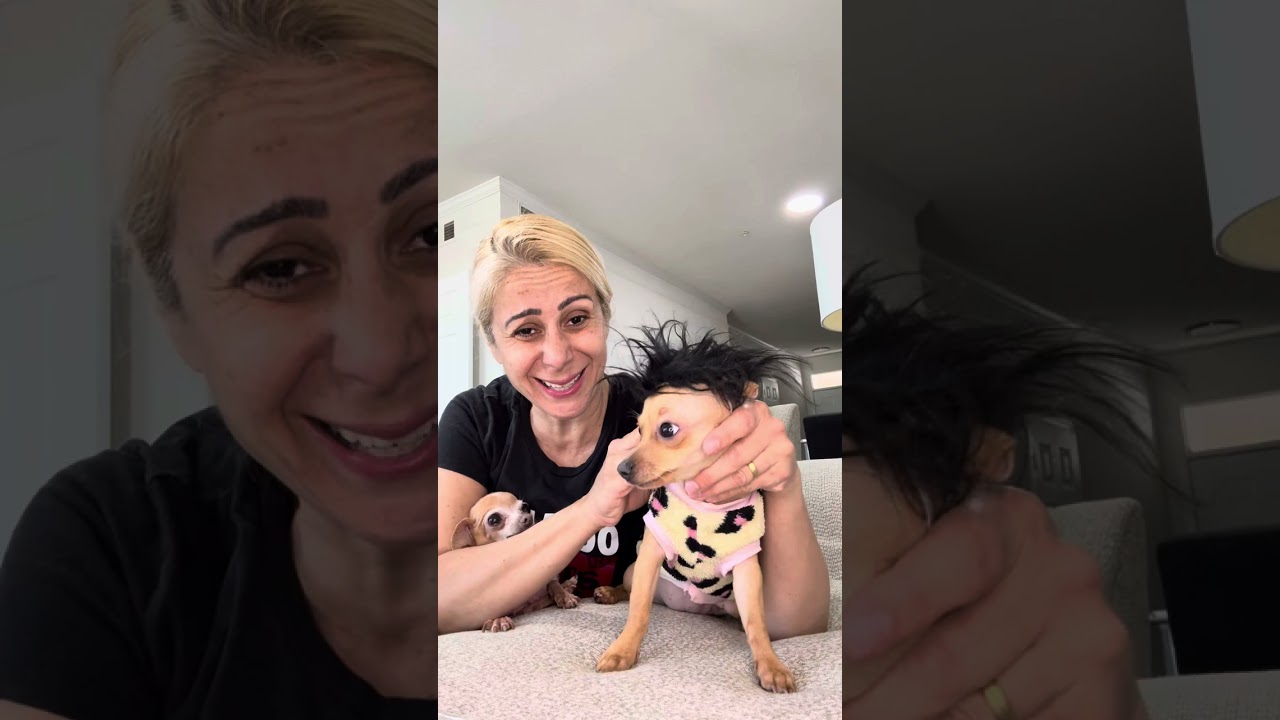 COLOCANDO PERUCA NO PINSCHER