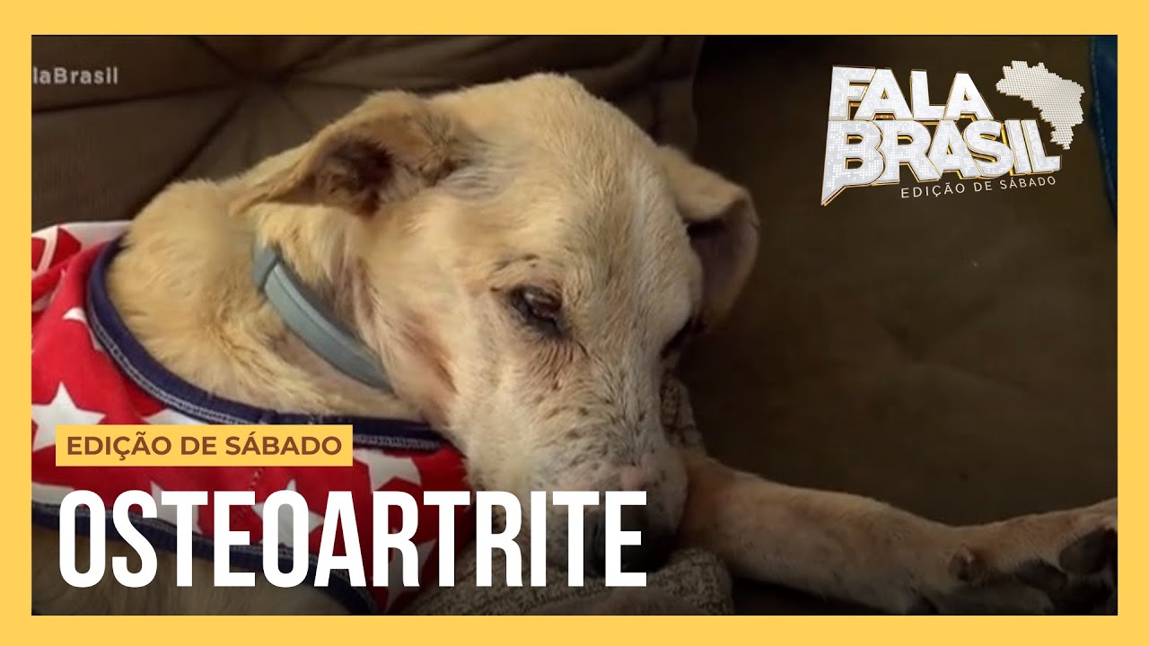 SOS Pet: Saiba quais s&atilde;o os riscos da osteoartrite para animais